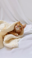 funny cute kitty with a white blanket