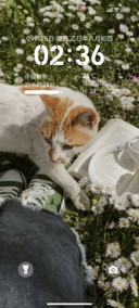 夏日cat