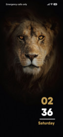 Lion Face