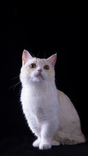 Cat6
