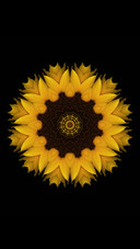 plant (28)