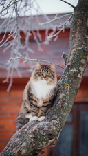 Cat Sitting on A Branch And Staring at You