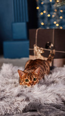 A Cute Cat Lying on The Blanket