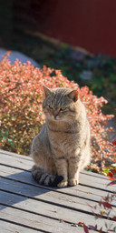 Can cats feel lonely 2