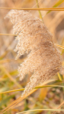 Reed field scenery