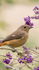 Birds and purple fruits
