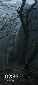 Foggy Woods