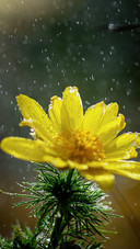 Yellow wet flowers