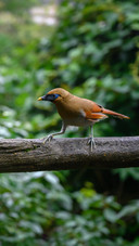 The chirping of squirrels and birds in nature