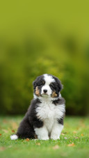 Puppy australian shepherd plays