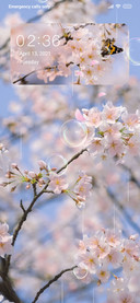 Cherry Blossom