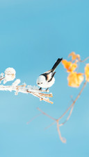 The northern longtailed tit in winter