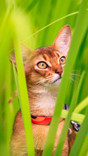 Take pets for a walk