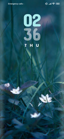 Flower_lilly