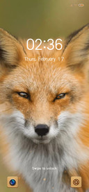 Handsome Fox