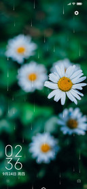 雏菊 春意
