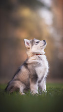 Three-Month-Old Puppy Sitting among The Spring Green Grass