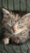 The kitten is sleeping under a knitted blanket
