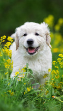 Dog (4)
