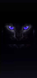 炫酷猫眼