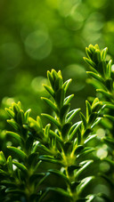 Fresh green plants