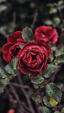 Red Roses
