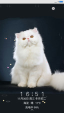 萌猫（锁屏动态）