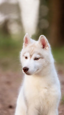 Dog321