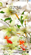 两只鱼的嬉戏