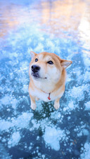 A japanese shiba inu on a glacier