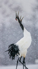 Red-crowned Cranes Dancing in The Snow