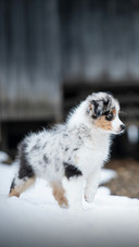 A Cute Dog Running on The Snow