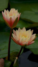 美丽荷花