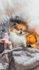Little pomeranian dog slipping on fur cushions with toys