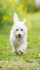 Dog (7)
