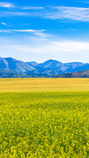 A sea of rape flowers along the way