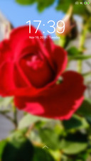 Rose_DWM3