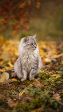 A Cute Cat Sits on The Ground