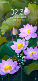 夏荷