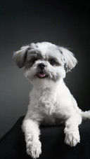 Dog226