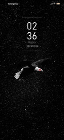 Starry Eagle