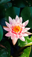 Light pink water lilies