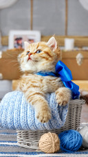 猫与毛线团的不解之缘