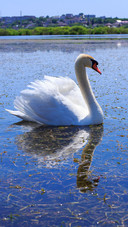 Beautiful swan-02