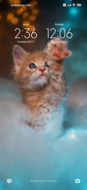 Gatto