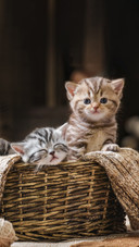 The tabby kitten taking a noon break