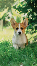 Funny Corgi Puppy in Green Grass