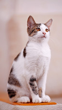猫咪发腮之谜