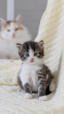 A Cute Fluffy Cat Sitting On A White Blanket