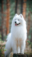 animal20